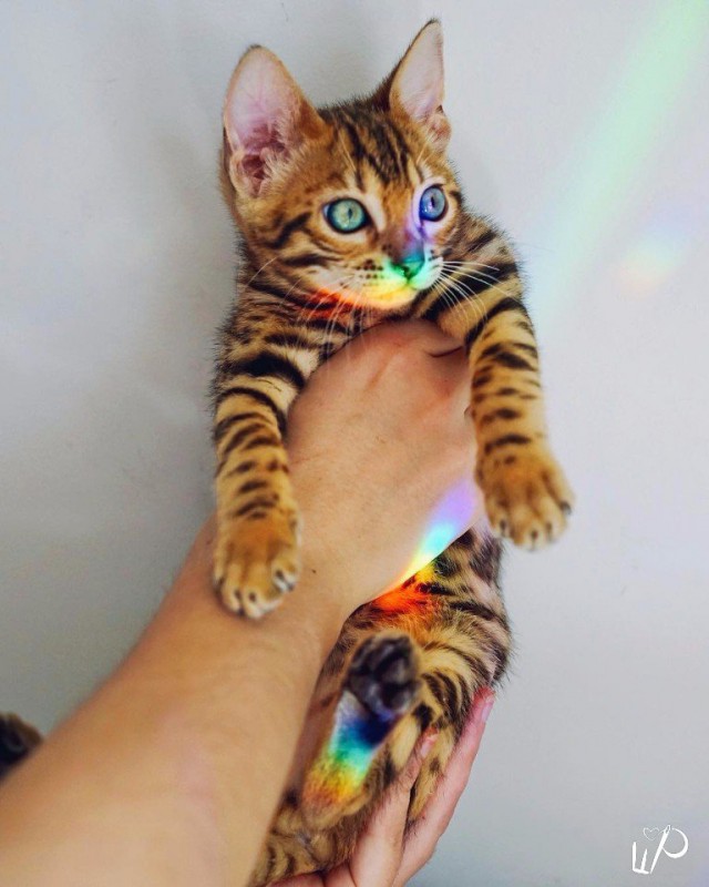 Коты и Кошки