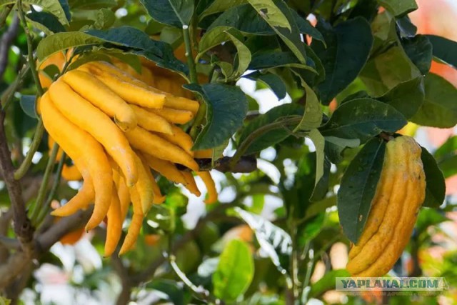 19 редчайших экзотических фруктов, о которых вы не слышали