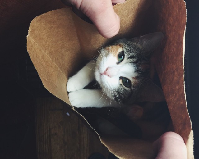 Коты и Кошки