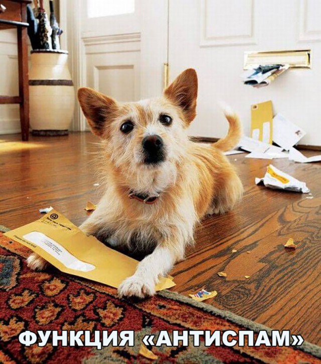100 картинок для поднятия настроения!