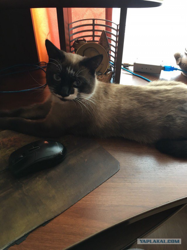 Котовторник 03.10.17.