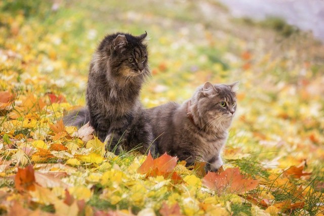 Коты и Кошки