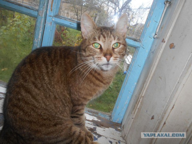 Жизнь домашнего приюта для котеек 189