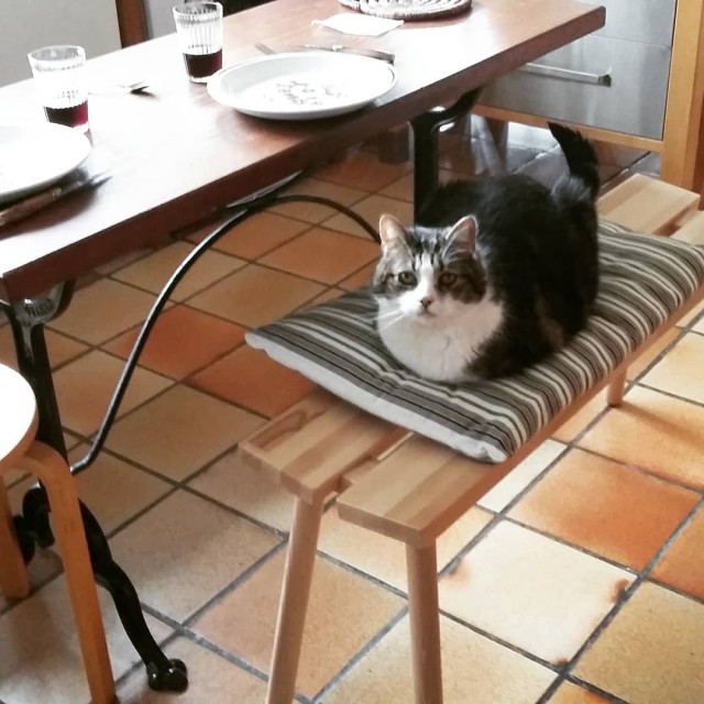 Котовторник ждали? А вот и он!
