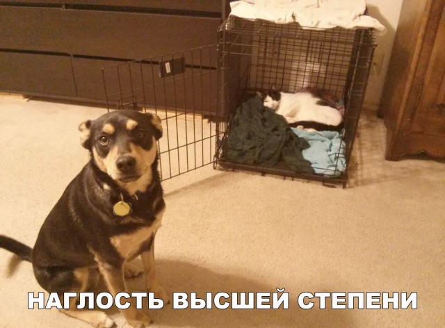 Нестандартный юмор