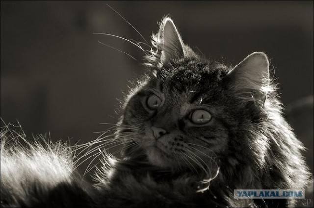 Котовторник на ЯПлакалъ (03.06), котята (31 шт)