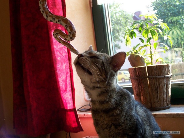 Котовторник на ЯПлакалъ! От числа 09.09.08