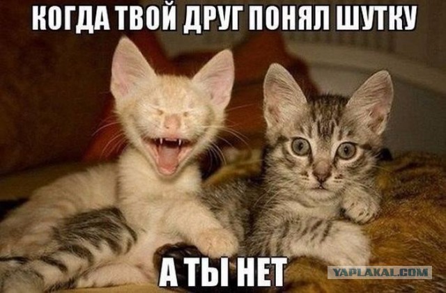 Показал вчера своему коту оптические иллюзии