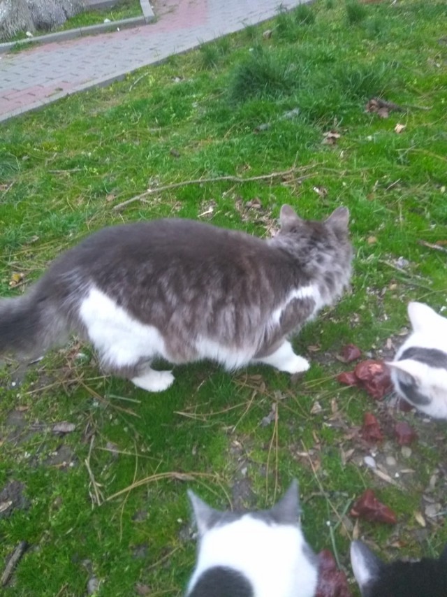 Коты Кубани