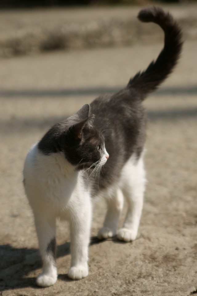 Котовторник. А как же?!