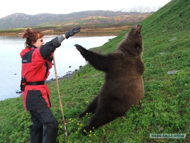 Дружба с медведами