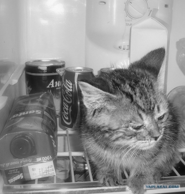 Котовторник на середину июня