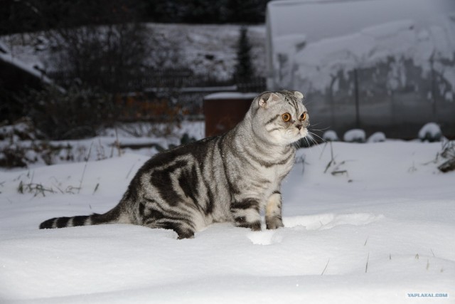 Котовторник 1.11.11