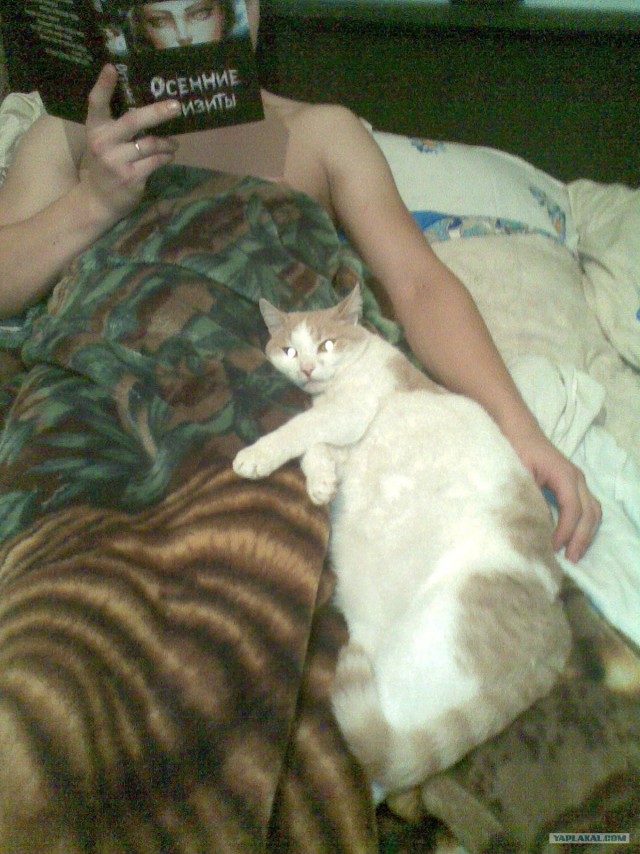 Котовторник 20.12.2011
