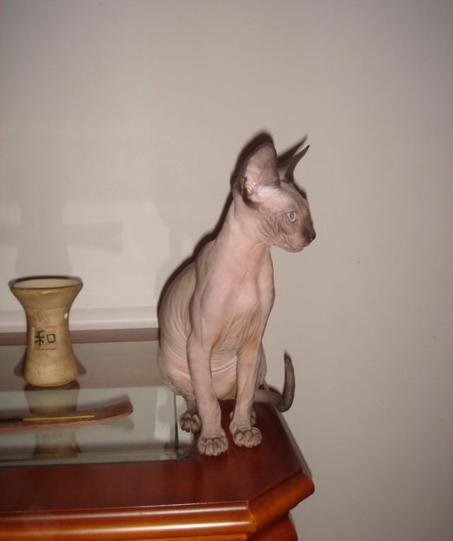 Котовторник (24. 01. 2012 )