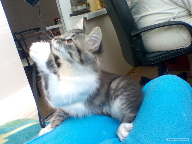 КОТОВТОРНИК (6.03.2012)