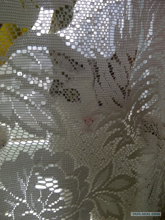 Котовторник 10.04.2012