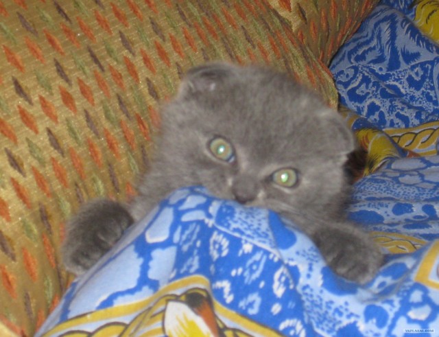 Котовторник  4.09.12