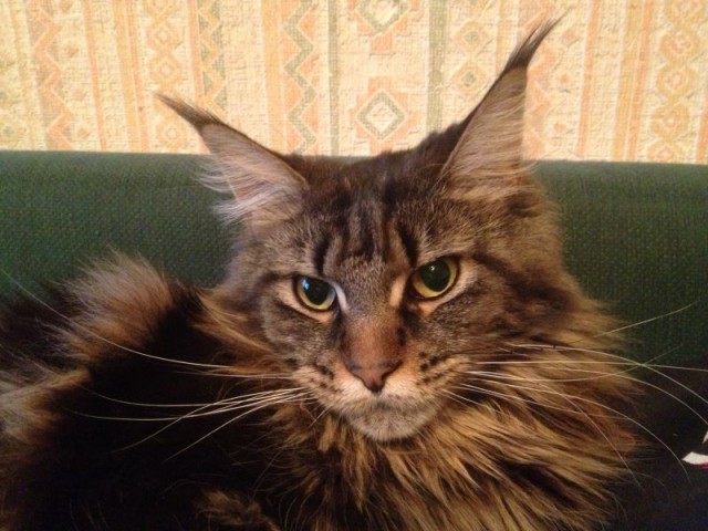 20 снимков с кисточками, доказывающих, что прекраснее мейн-кунов могут быть лишь котята мейн-кунов