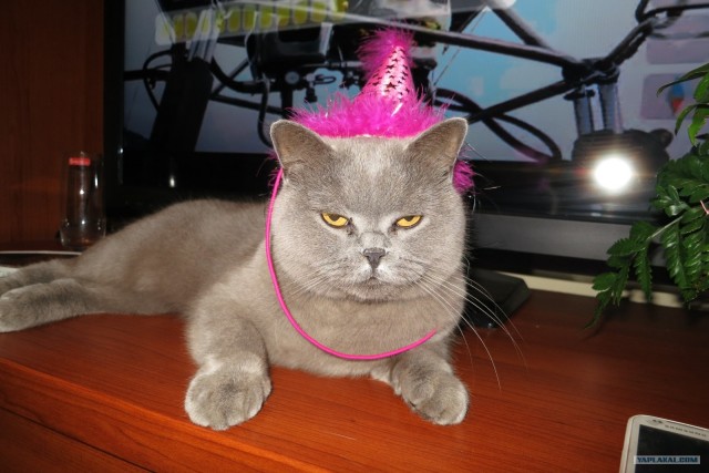 Находка на заднем дворе