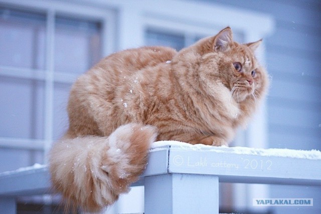 Новогодний Котовторник 01.01.2013