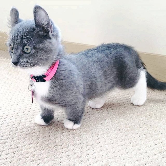 Забавные картинки с котами из сети