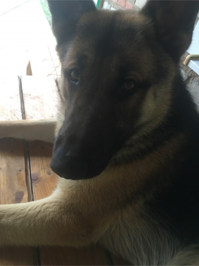 Собакочетверг. Нам сегодня 7 лет!