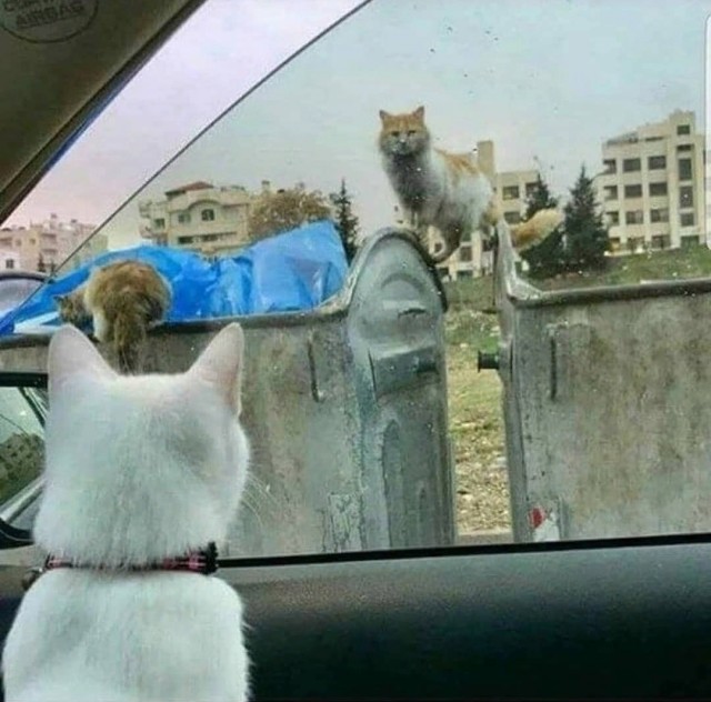 Коты из сети