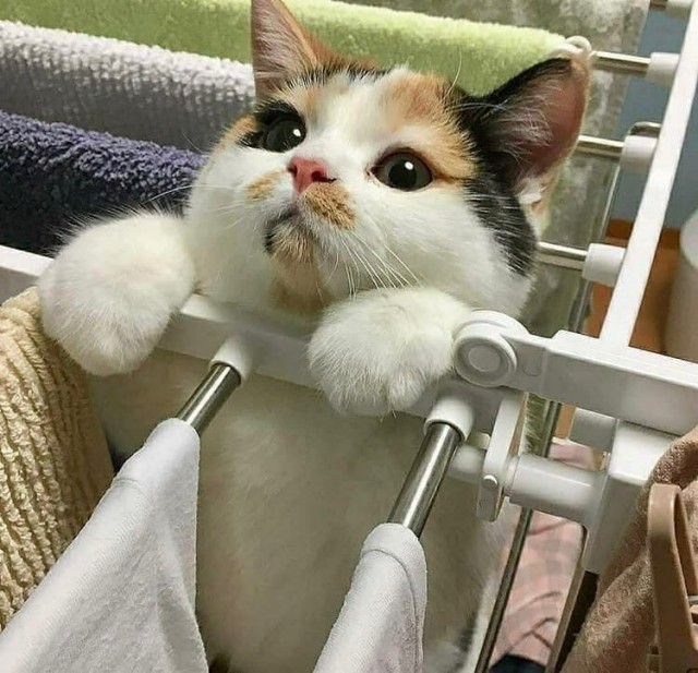 Эти забавные животные
