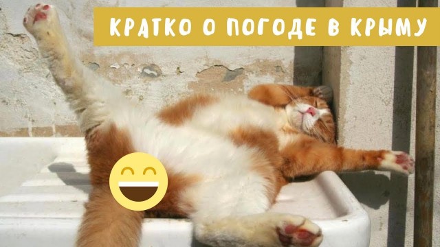 Смешные коты 18.08.20