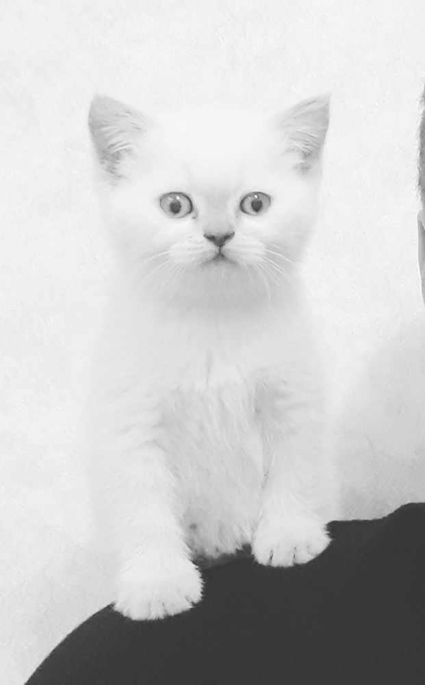 Котенок смотрит мультик