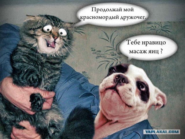 Злой кот