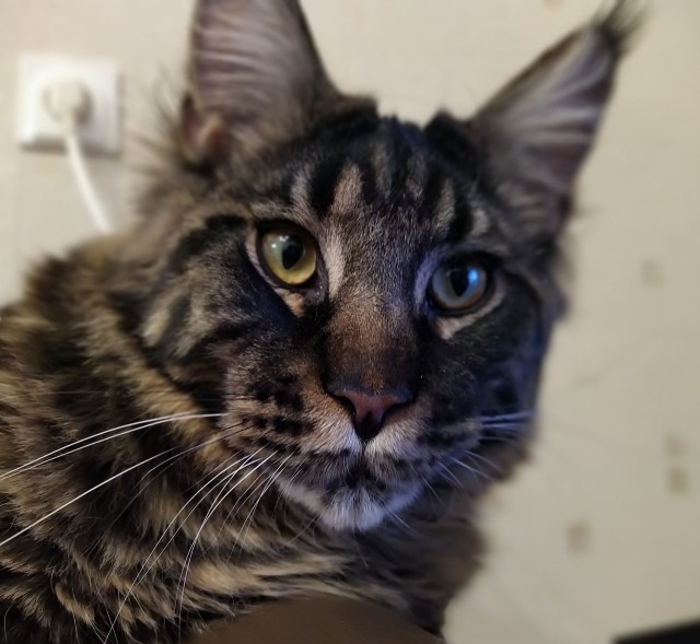 Счастливая семейная пара,кот Джокер и его жена Тиффани