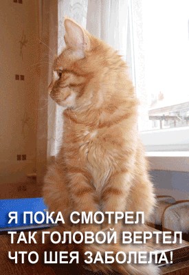 Кот против хорька