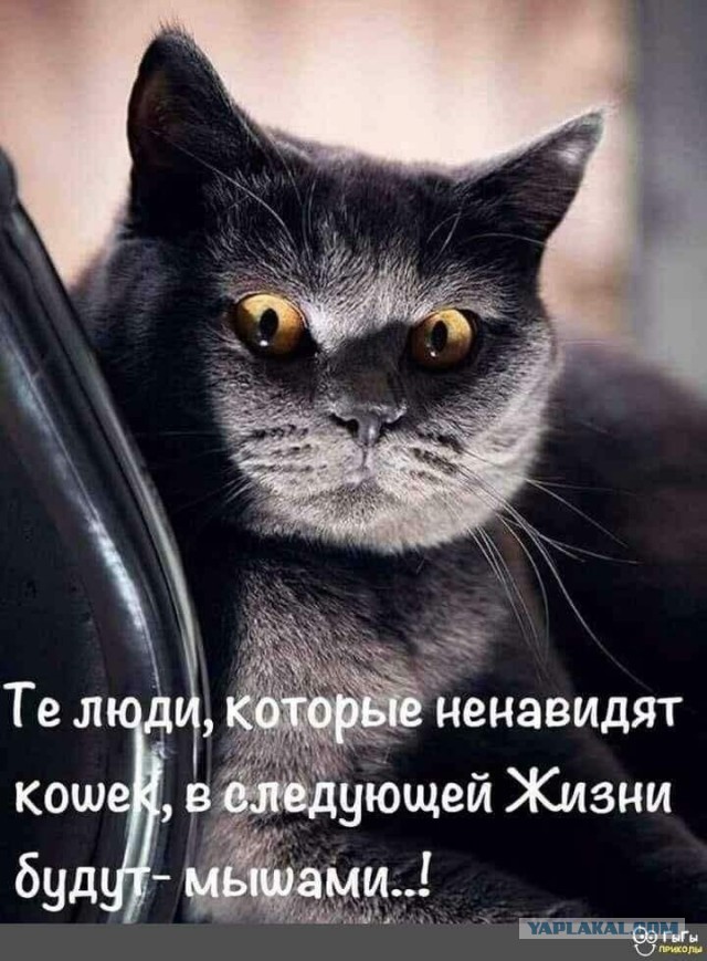 Весёлый полтишок 6.03