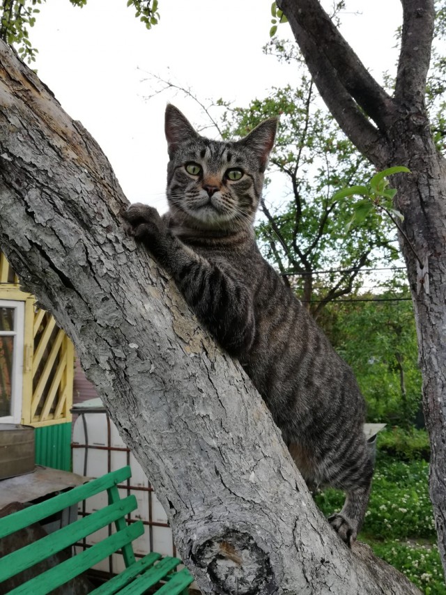 Которник