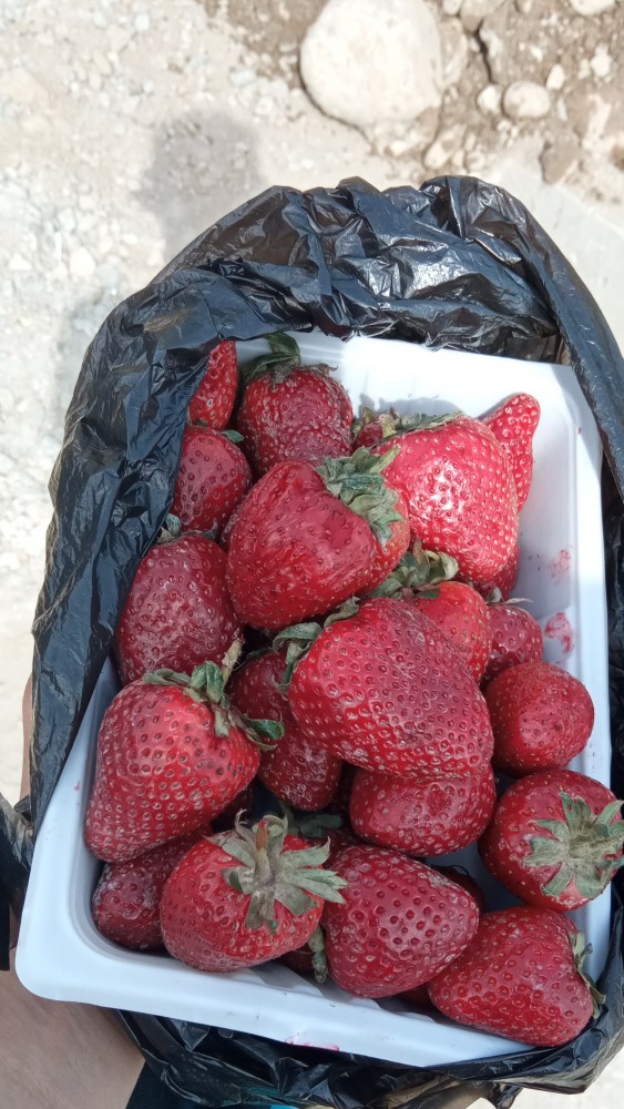 Редисочка