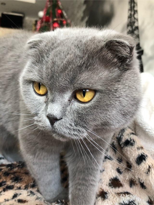 Котовторник. Поговорим о кличках, друзья
