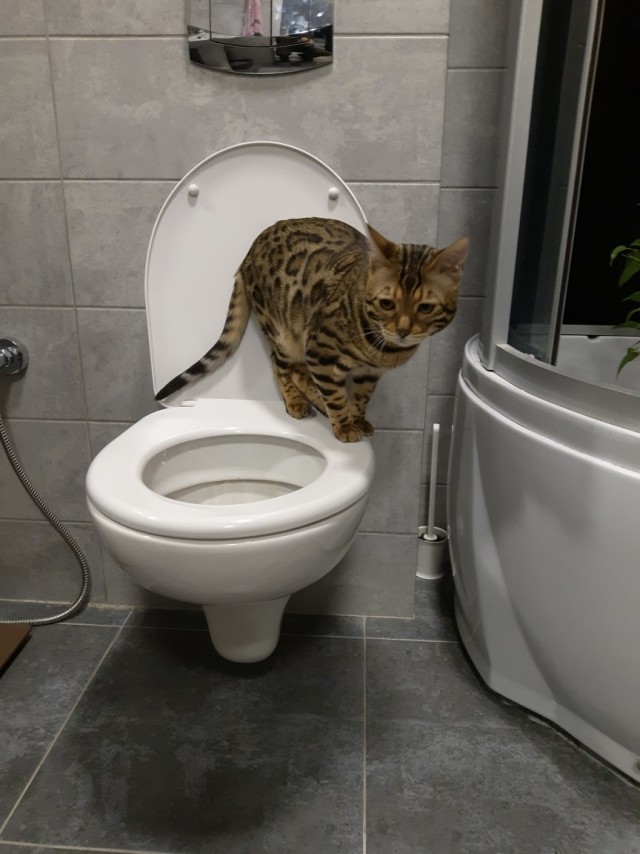 Как приличные котэ ходят в туалет