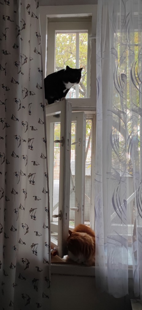 Котовторник 05.10.21 г