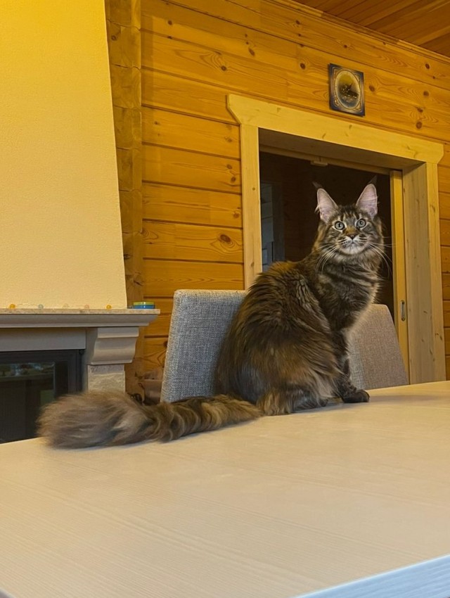 Котовторнику быть