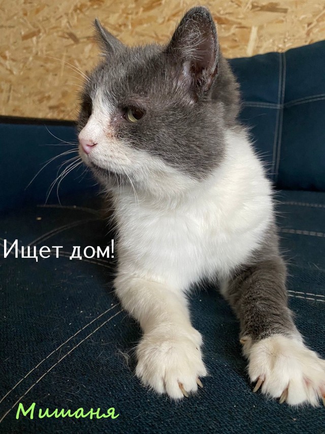 Жизнь домашнего приюта "Котоленд" 325