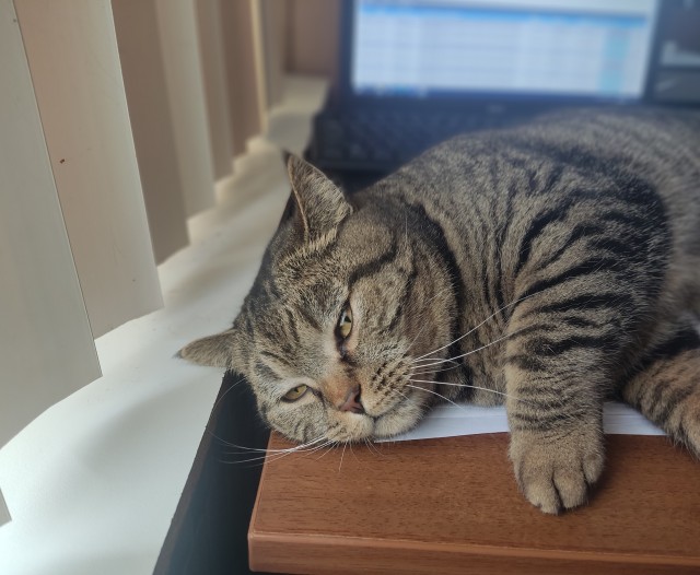 Ну, поехали в котоввторник!