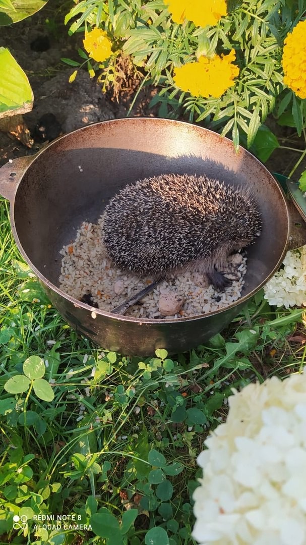 Нажрался и спать