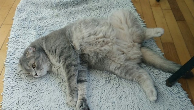 На котовторник