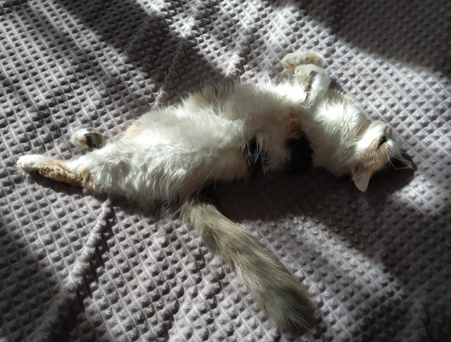 "Мой" котовторник