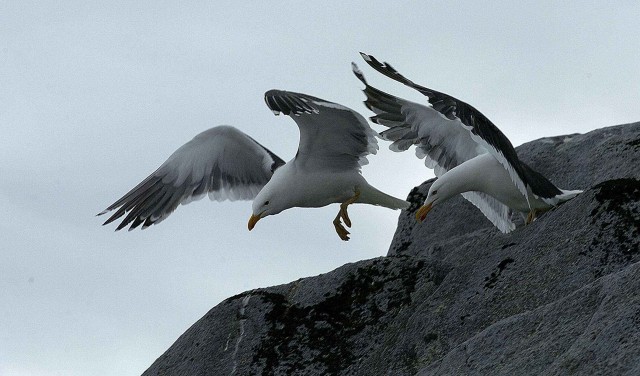 Северный ледовитый океан