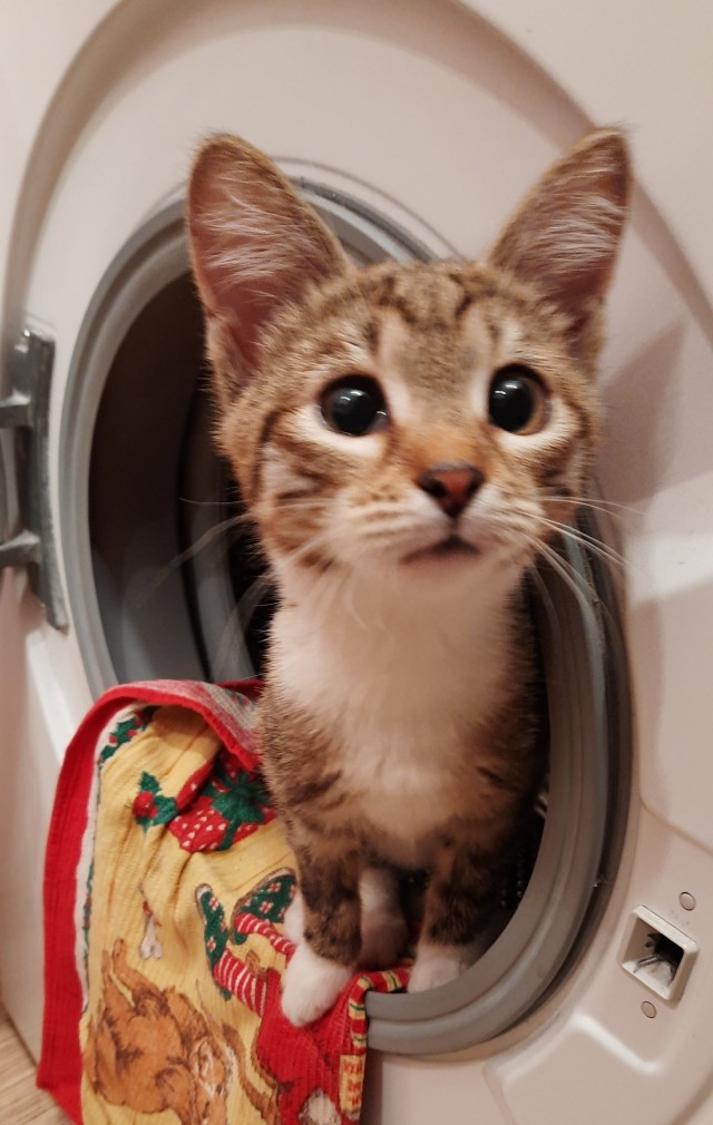 Мой котовторник
