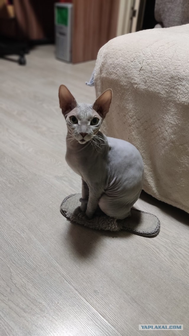 Пока котовторник не закончился