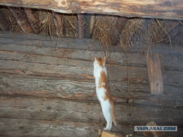 Жизнь домашнего приюта для котеек 426